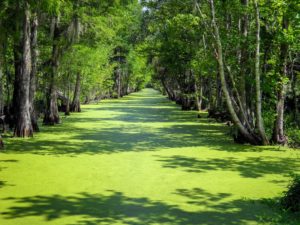 A swamp